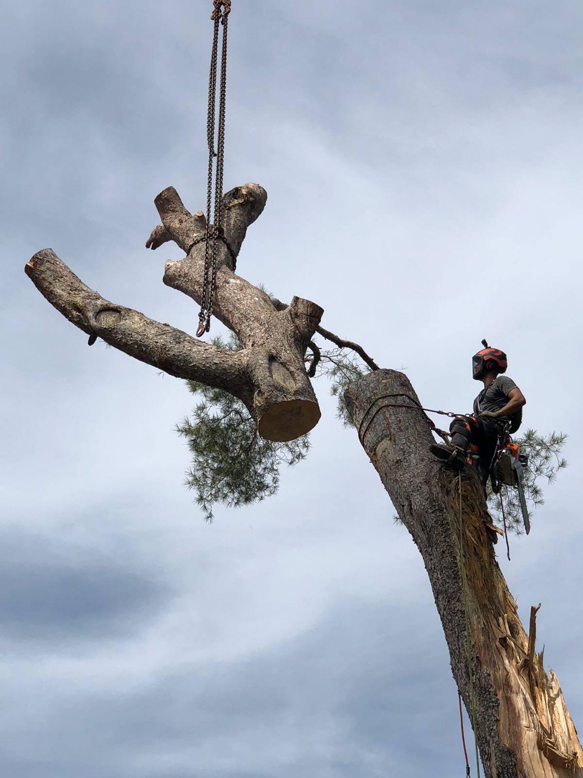 Abattage d'arbre dangereux par les experts de Metbach Élagage