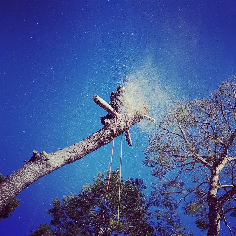 Sécurité et expertise dans l'abattage d'arbres