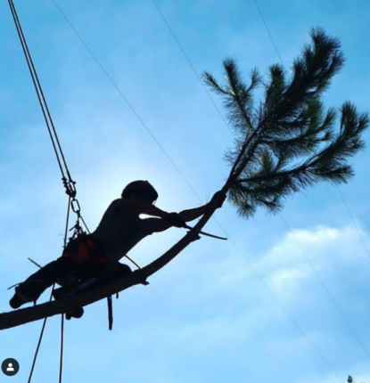 Élagage d'arbre de grande taille par Metbach Élagage