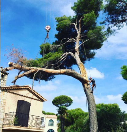 Abattage professionnel d'un arbre par Metbach Élagage
