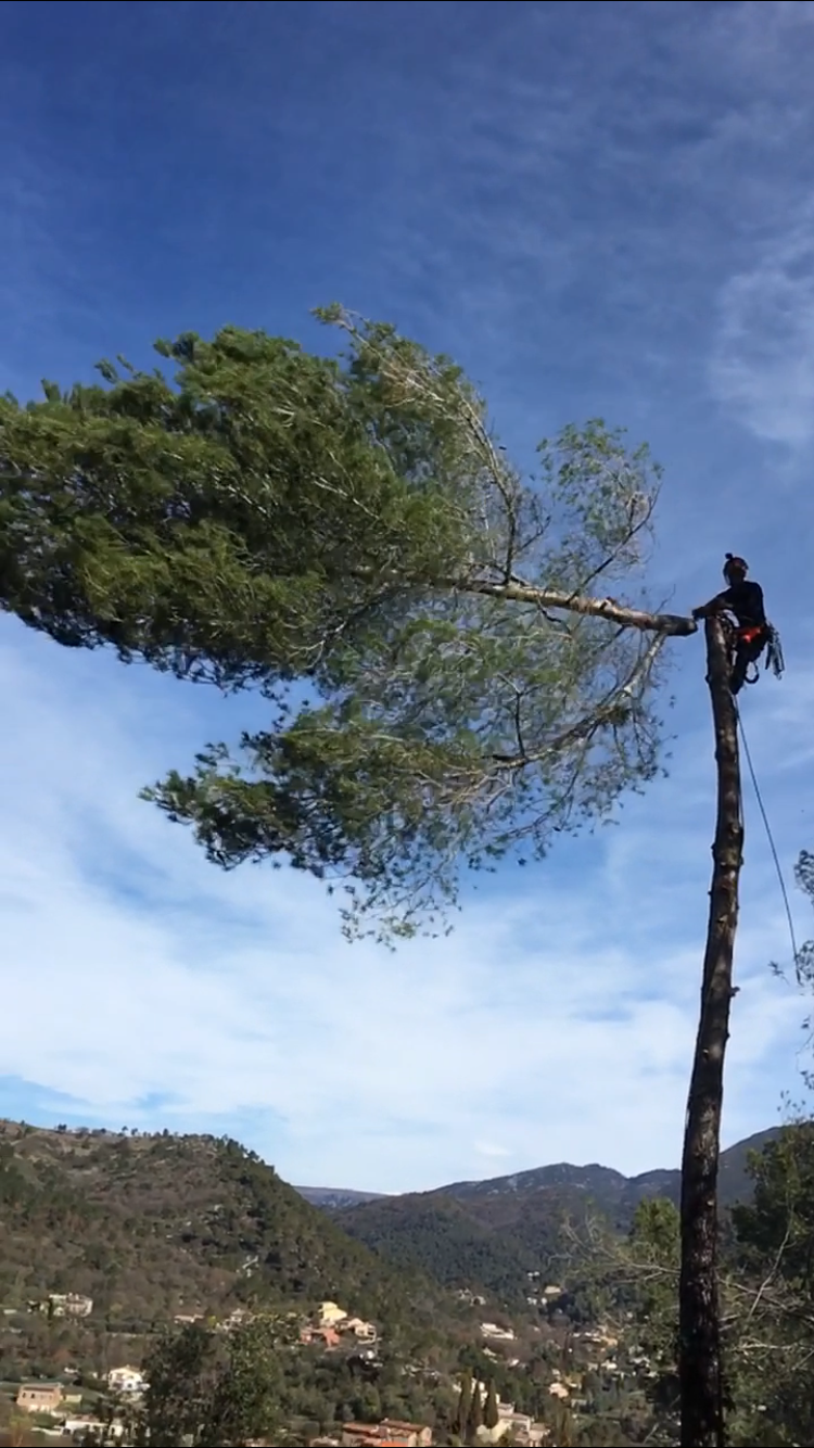 Élagage d'arbres dans le Haut-Rhin par Metbach Élagage